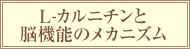 L-カルニチンと脳機能のメカニズム