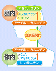 L-カルニチンと脳機能のメカニズム