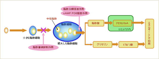 マンゴージンジャー抽出物の脂肪蓄積抑制および脂肪分解促進作用