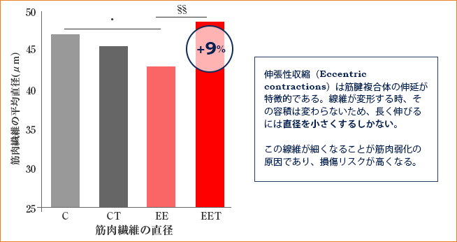 筋肉繊維の直径