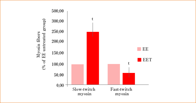 速収縮するミオシン(Fast-twitch myosin)線維