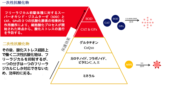 MELORUN®は、大量のSODを含む機能性素材