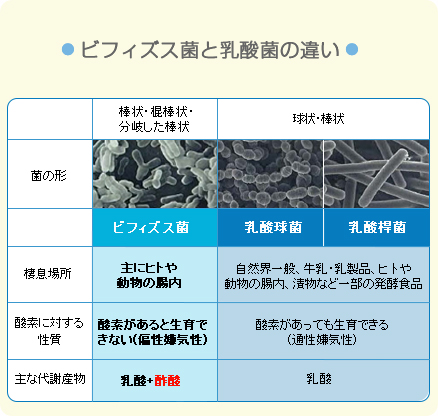 ビフィズス菌と乳酸菌の違い