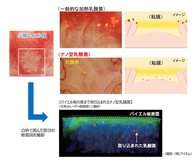 ナノ型乳酸菌は、赤い光がとても小さな状態で、パイエル板内にしっかりと取り込まれていることが確認