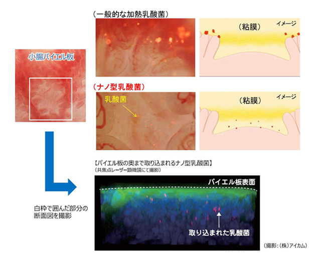 【新品未開封】Ｅコーネ　ナノ乳酸菌　６０粒健康食品