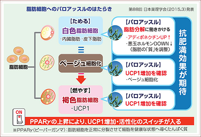 パロアッスルには、抗肥満効果が期待