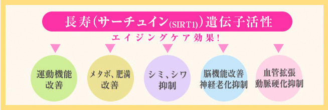 長寿（サーチュイン）遺伝子活性
