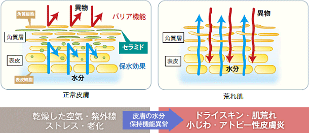 肌の保湿とバリア機能を担うセラミドの図表