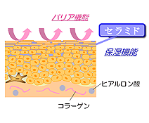 セラミドの図