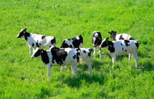 牛の群れの写真