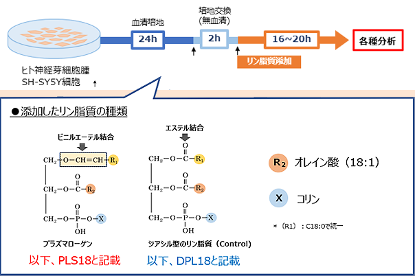 実験詳細