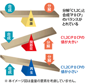 軟骨の合成反応に対する分解反応の相対的な強さ