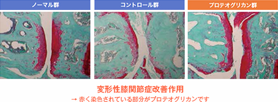 プロテオグリカン群による変形性膝関節病改善作用