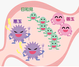 乳酸菌市場