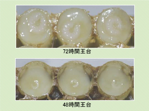 48時間の王台ではローヤルゼリー