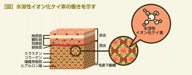 【図】水溶性イオン化ケイ素の働きを示す