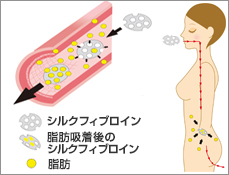 シルクフィブロイン作用