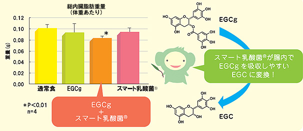 カテキンと内臓脂肪に対する抗肥満効果を調べるマウス実験