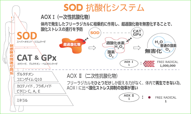 SOD：最も強力で効率的な抗酸化物