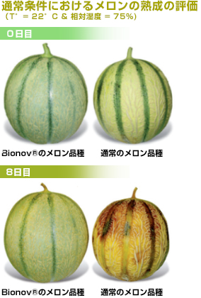 Bionov<sup>®</sup>のメロン品種