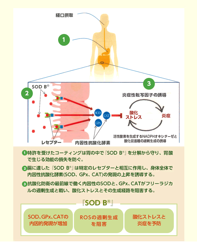抗酸化と抗炎症に対する『SOD B』の作用機序