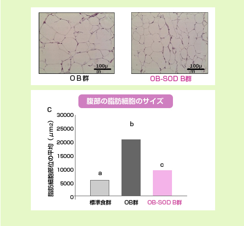 SOD B DIMPLESS®に脂肪細胞の肥大化を抑制する効果があるか確認