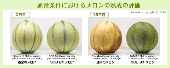 通常条件におけるメロンの熟成の評価