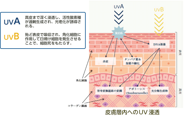 皮膚層内へのUV浸透