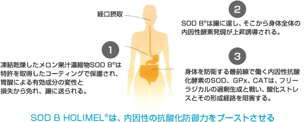 SOD B HOLIMEL®（ホリメル）は、内因性の抗酸化防御力をブーストさせる