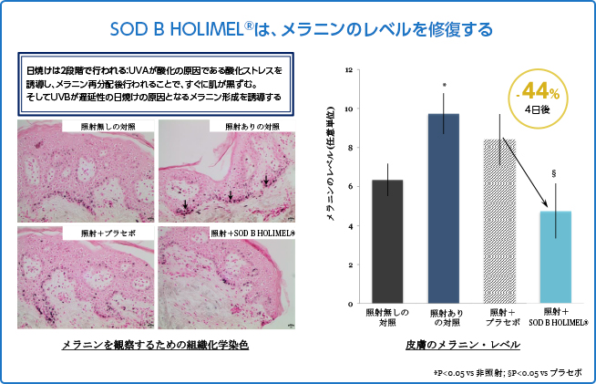 SOD B HOLIMEL®（ホリメル）は、メラニンのレベルを修復する
