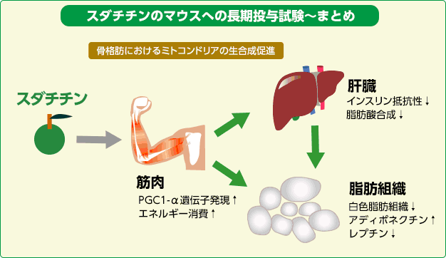 スダチチンのマウスへの長期投与試験