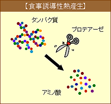 冷え症改善素素材　ショウガ麹の食事誘導熱生産