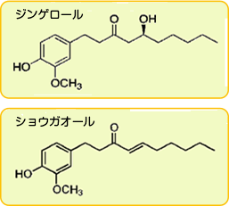 ショウガ麹は、冷え改善ですぐれたデータが取得出来た