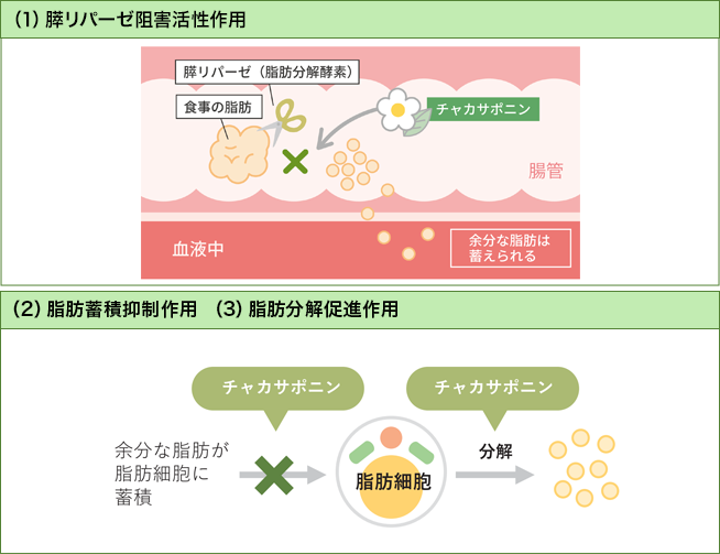チャカエキスの作用