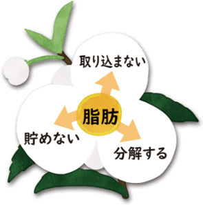 チャカエキスの作用
