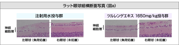 ラット眼球組横断面写真