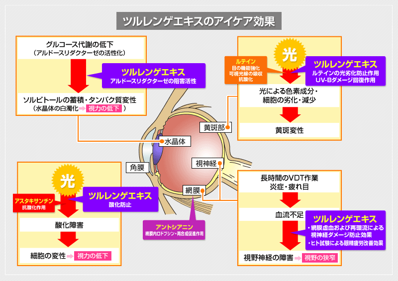 ツルレンゲエキスのアイケア効果