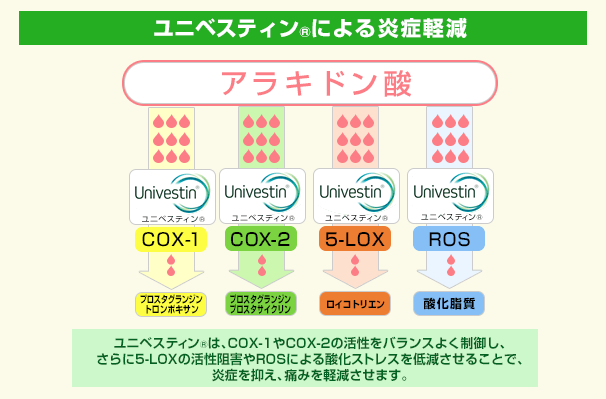 抗炎症素材ユニベスティン（univestin）による炎症軽減