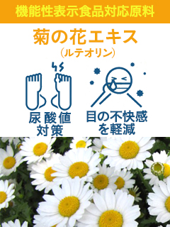 菊の花エキス［機能性表示対応素材］　オリザ油化株式会社