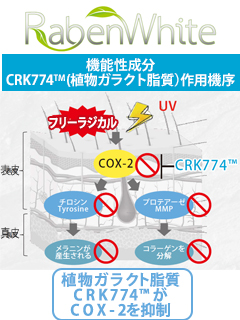 RabenWhite®（ベニバナボロギクエキス末）