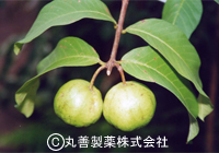 丸善製薬株式会社 シジュウムグァバ乾燥エキスF