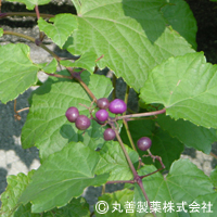 丸善製薬株式会社　ノブドウ乾燥エキスF