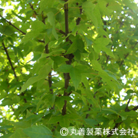 丸善製薬株式会社 メグスリノキ乾燥エキスF