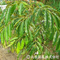 丸善製薬株式会社　黄杞葉エキスパウダーMF