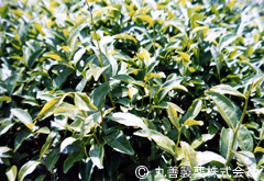 緑茶抽出物MF