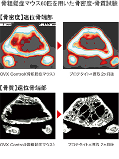 プロテタイト®（ 機能性：骨粗鬆症の予防）