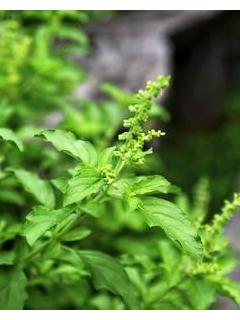 トゥルシー抽出物（Tulsi Extract）