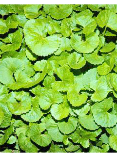 センテリン（Centella asiatica extract FJ）