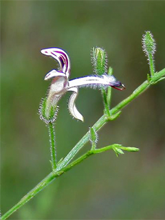 センシンレン（Andrographis p aniculata extract）