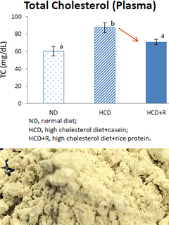 ライスプロテインパウダー（Rice Protein Powder）